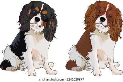 144 Tri Color Cavalier King Charles Spaniel Images, Stock Photos & Vectors  | Shutterstock