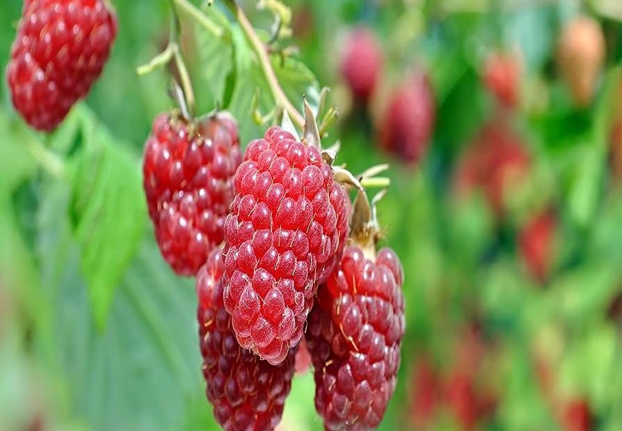 Amazon.Com : Latham Raspberry - 5 Golden Raspberry Plants - Everbearing -  Organic Grown - : Patio, Lawn & Garden