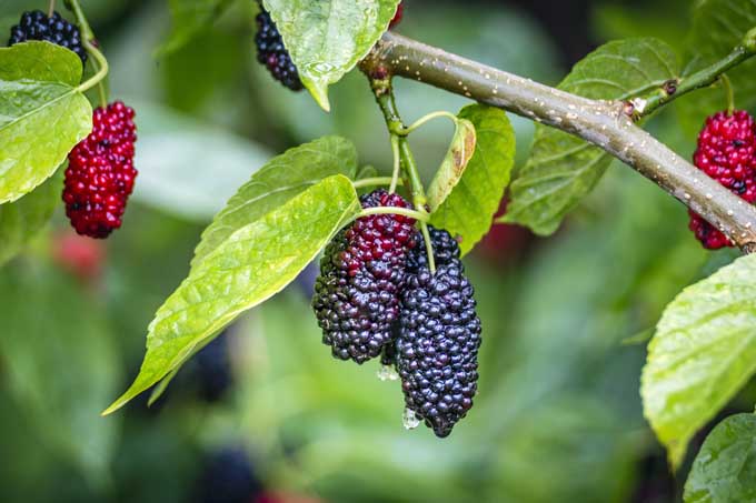 How To Grow Gorgeous Mulberry Trees | Gardener'S Path