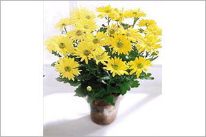 Chrysanthemum | Aspca