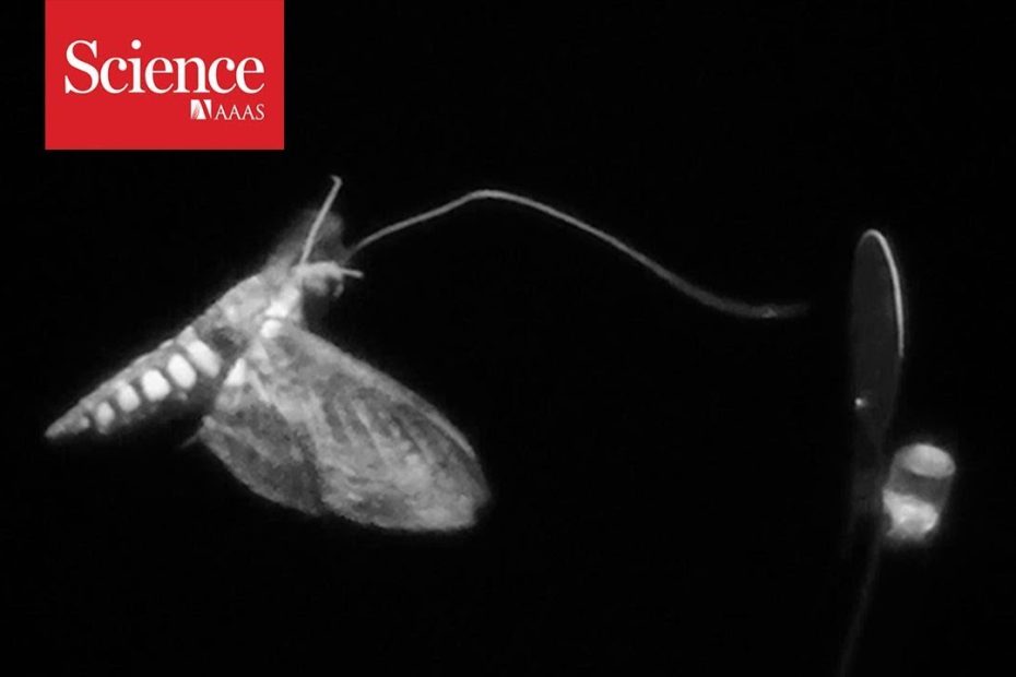 Watch Moths Use Scent To Learn About Their Environment | Science | Aaas