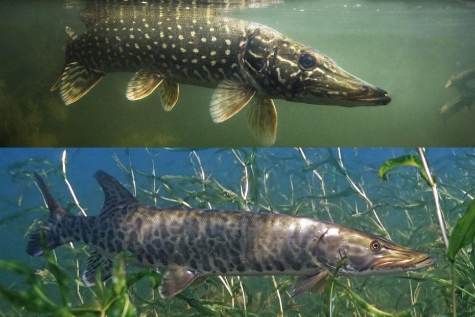 Muskie Vs Pike: An Angler'S Guide | Outdoor Life
