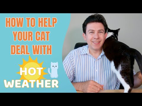 How to help your cat deal with hot weather