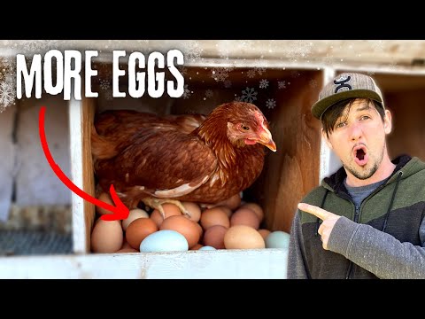Do THIS so your Chickens will Lay LOTS of EGGS this Winter