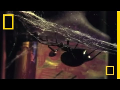 Most Venomous Spider in North America | National Geographic